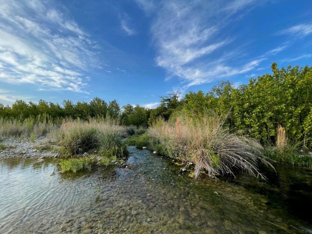 Texas wetlands