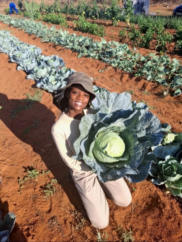 farmer kneeling in the soil with a cabbage