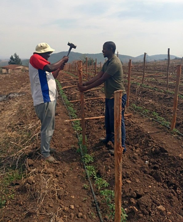 farmer using a hammer in the ground