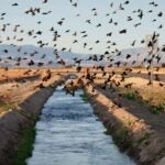 Western states are stepping up to protect precious water supplies. Here’s how.