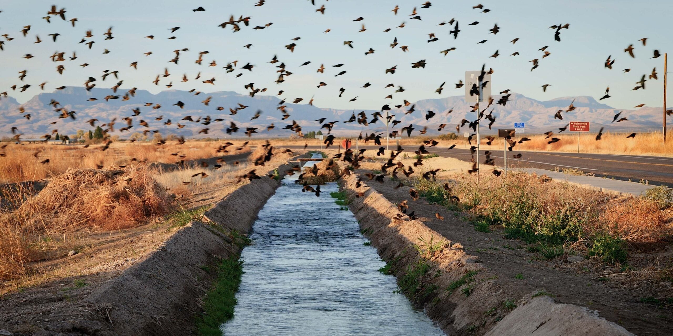 Flock of birds fly over irrigation ditch in West Texas.