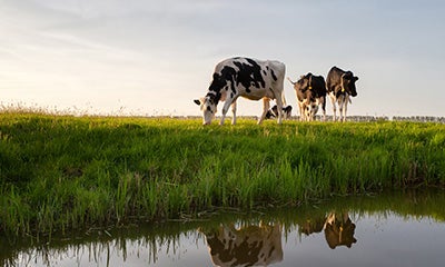 Dairy Methane Disclosure