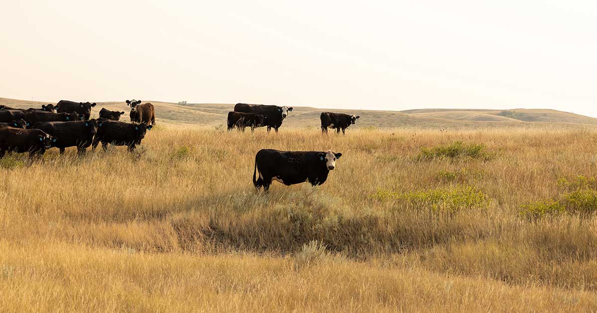 Financial impacts of regenerative agriculture on Native farms and ranches