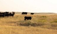 Cattle in a pasture