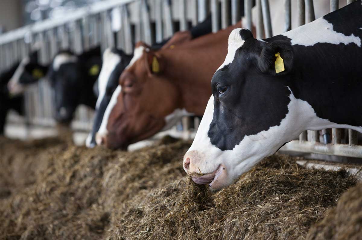 Unlocking Opportunity: Addressing Livestock Methane to Build Resilient Food Systems