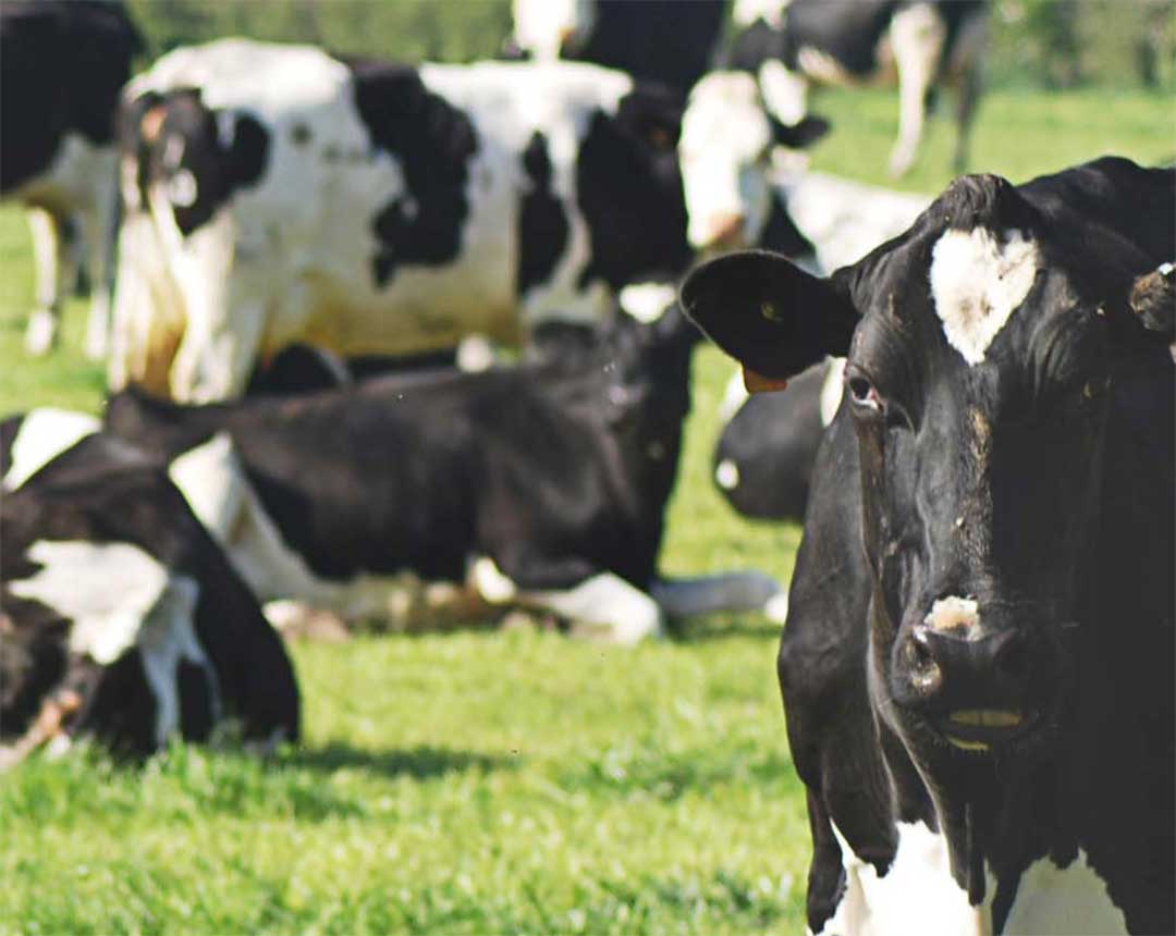 Financing dairy climate solutions