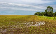 Crop field