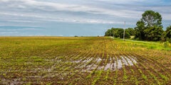 Crop field