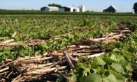 Cover crops