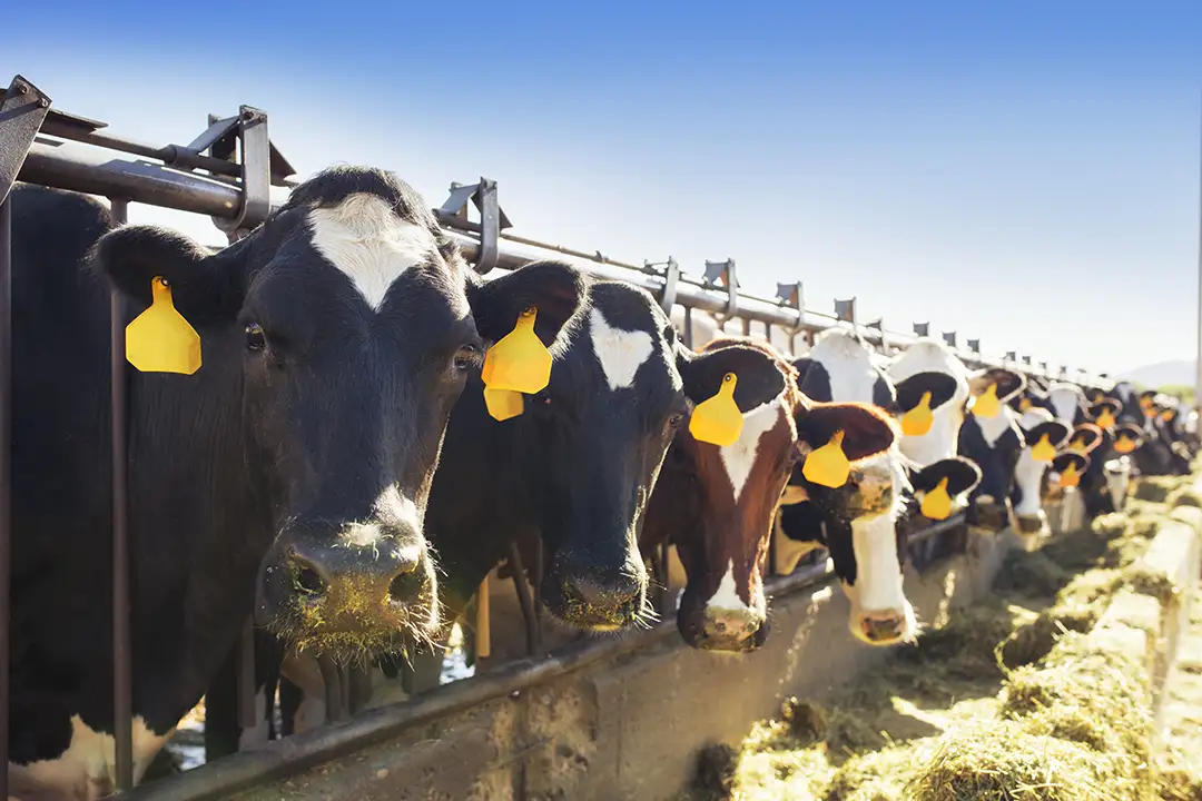 Dairy Methane Action Alliance
