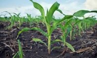 crops on farm field