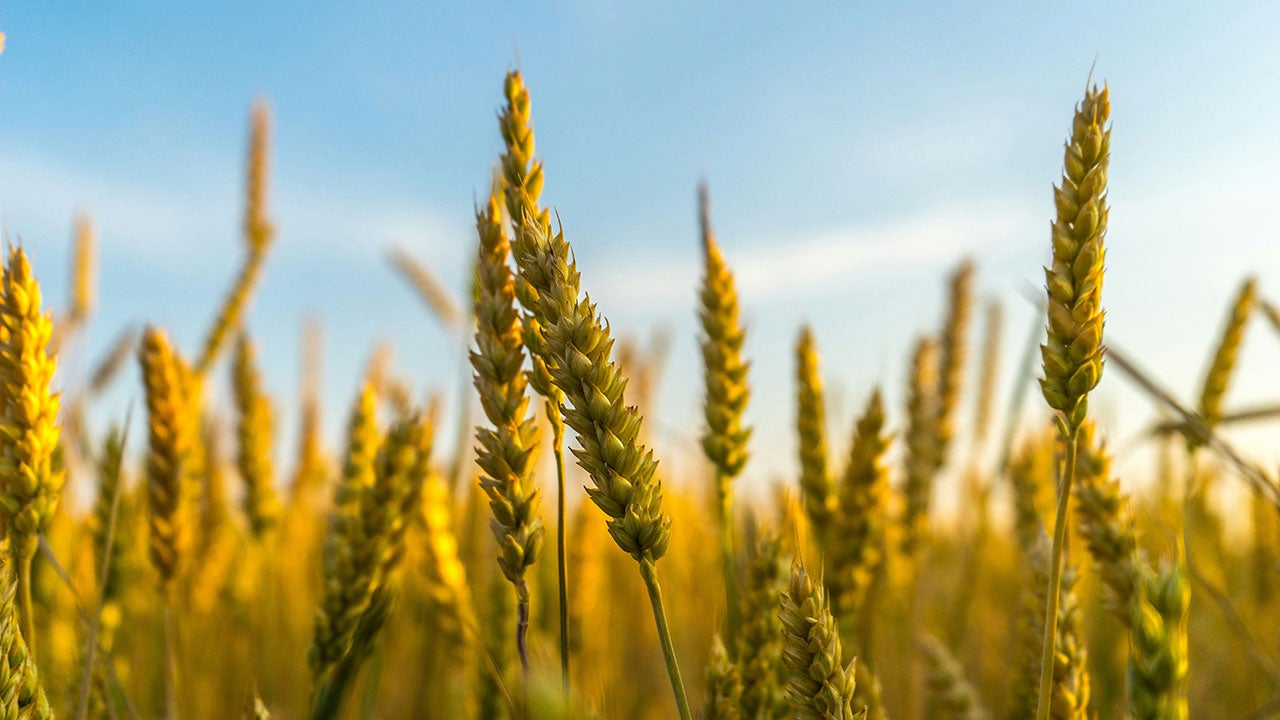 Strategic Roadmaps for SBTi Forest, Land, & Agriculture Targets