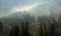 Aerial view of pine forest