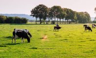 Dairy cows in a field