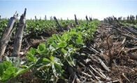 Understanding the costs and returns of cover crops