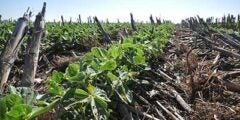 Understanding the costs and returns of cover crops